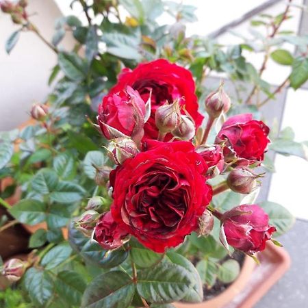 Hotel/Pension Rosengarten Franking Екстериор снимка
